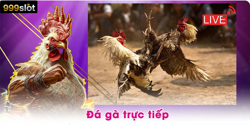 Đá gà trực tiếp
