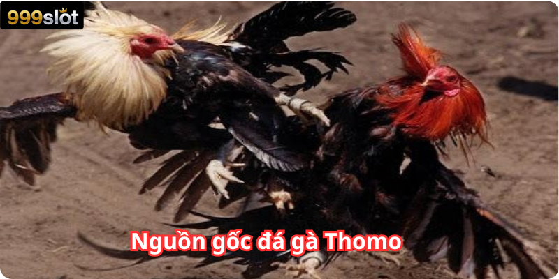 Nguồn gốc đá gà Thomo