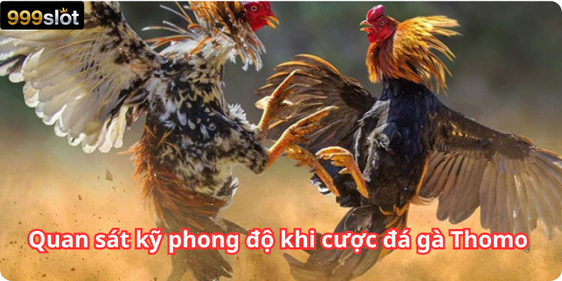Quan sát kỹ phong độ khi cược đá gà Thomo