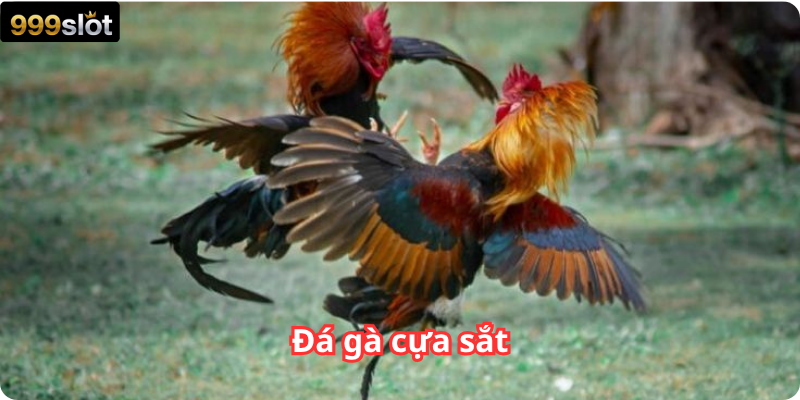 Đá gà cựa sắt